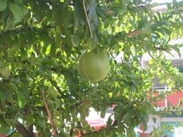 111-1175_IMG.JPG