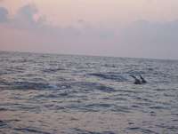 dauphins.jpg