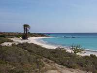 blanquilla.jpg