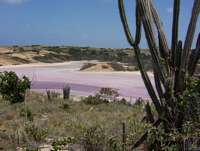 saline_blanquilla.jpg